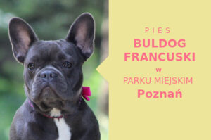 Sprawdzona miejscówka na spacery z psem Buldog Francuski w Poznaniu
