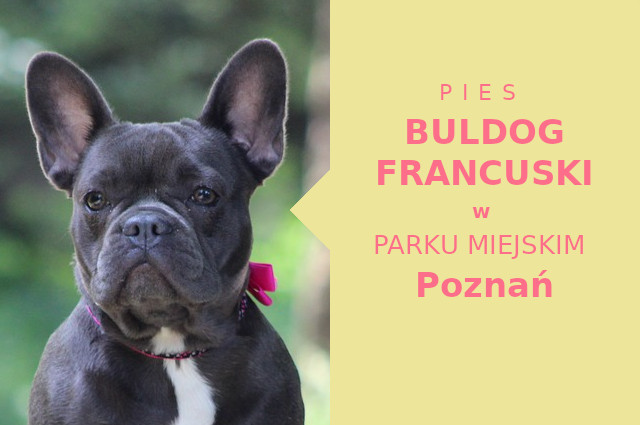 Sprawdzona miejscówka na spacery z psem Buldog Francuski w Poznaniu