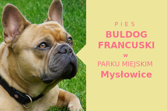 Wspaniała strefa do spacerowania z psem Buldog Francuski w Mysłowicach