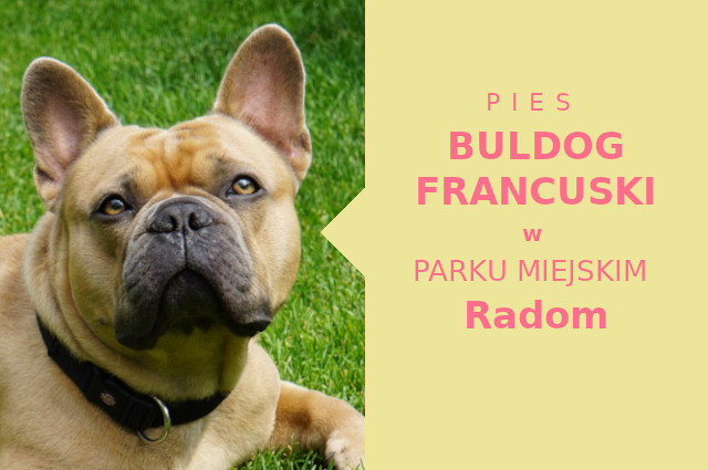 Idealny obszar do zabawy z psem Buldog Francuski w Radomiu