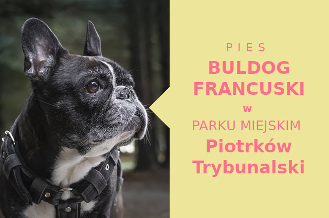 Dobra strefa do spacerowania z psem Buldog Francuski w Piotrkowie Trybunalskim
