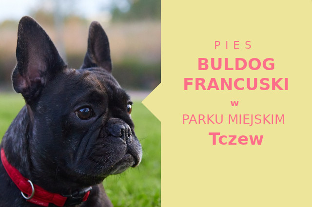 Atrakcyjna lokalizacja do spacerowania z psem Buldog Francuski w Tczewie