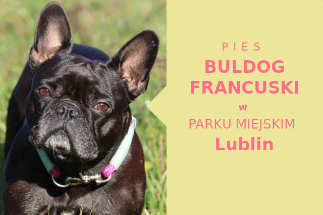 Odpowiedni teren na przechadzkę z psem Buldog Francuski w Lublinie