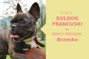 Odpowiednia lokalizacja do zabawy z psem Buldog Francuski w Brzesku