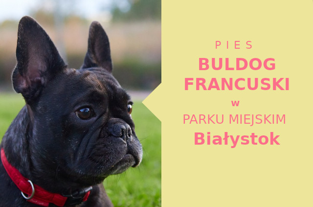 Rewelacyjne miejsce do zabawy z psem Buldog Francuski w Białymstoku