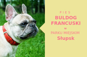 Fajne miejsce do zabawy z psem Buldog Francuski w Słupsku