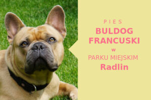 Polecane miejsce do zabawy z psem Buldog Francuski w Radlinie