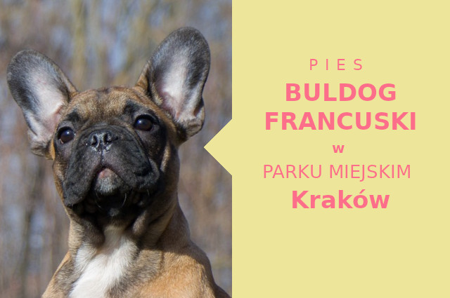 Odpowiednie miejsce na wyjścia z psem Buldog Francuski w Krakowie