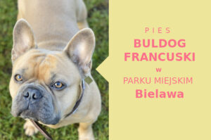 Atrakcyjne miejsce do spacerowania z psem Buldog Francuski w Bielawie