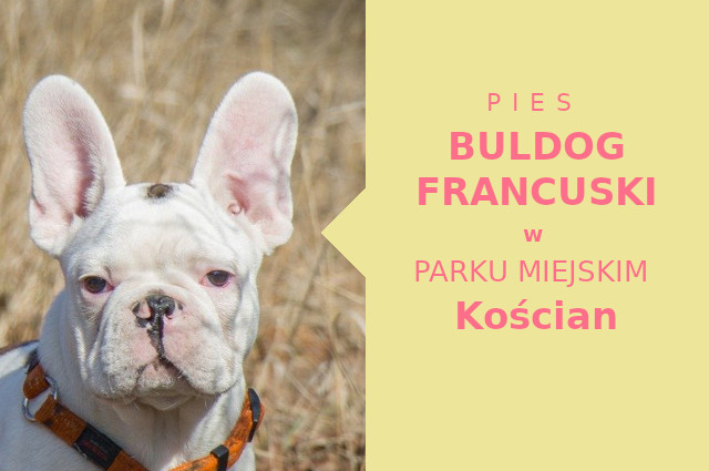 Sprawdzony teren na spacer z psem Buldog Francuski w Kościanie