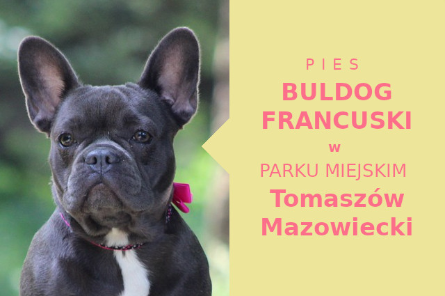 Atrakcyjny teren na przechadzkę z psem Buldog Francuski w Tomaszowie Mazowieckim