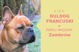 Idealne miejsce na przechadzkę z psem Buldog Francuski w Zambrowie