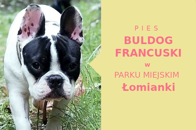 Sprawdzone miejsce do spacerowania z psem Buldog Francuski w Łomiankach