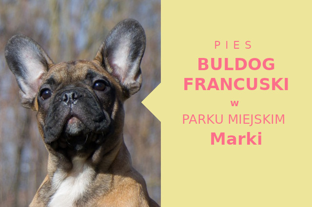 Atrakcyjna lokalizacja na przechadzkę z psem Buldog Francuski w Markach