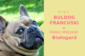 Ciekawa lokalizacja na spacer z psem Buldog Francuski w Białogardzie