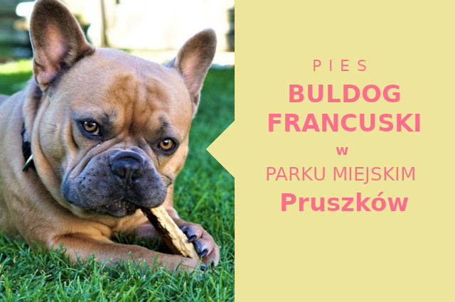Świetny teren na spacery z psem Buldog Francuski w Pruszkowie