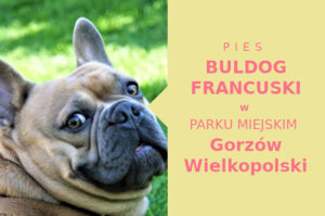 Atrakcyjna strefa do zabawy z psem Buldog Francuski w Gorzowie Wielkopolskim