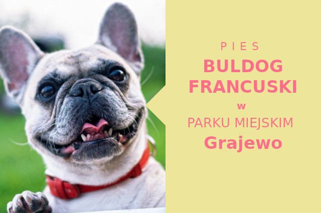 Ciekawe miejsce na spacer z psem Buldog Francuski w Grajewie