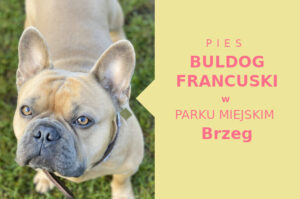 Odpowiednie miejsce na spacer z psem Buldog Francuski w Brzegu