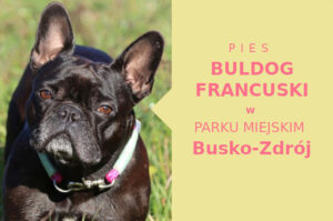 Polecana lokalizacja do zabawy z psem Buldog Francuski w Busku-Zdroju